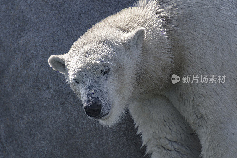 北极熊(Ursus maritimus)站在靠近水边的岩石上